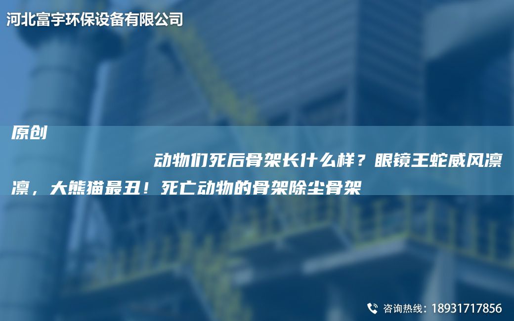 原創(chuàng)
            動(dòng)物們死后骨架長(zhǎng)什么樣？眼鏡王蛇威風(fēng)凜凜，大熊貓Z丑！死亡動(dòng)物的骨架除塵骨架