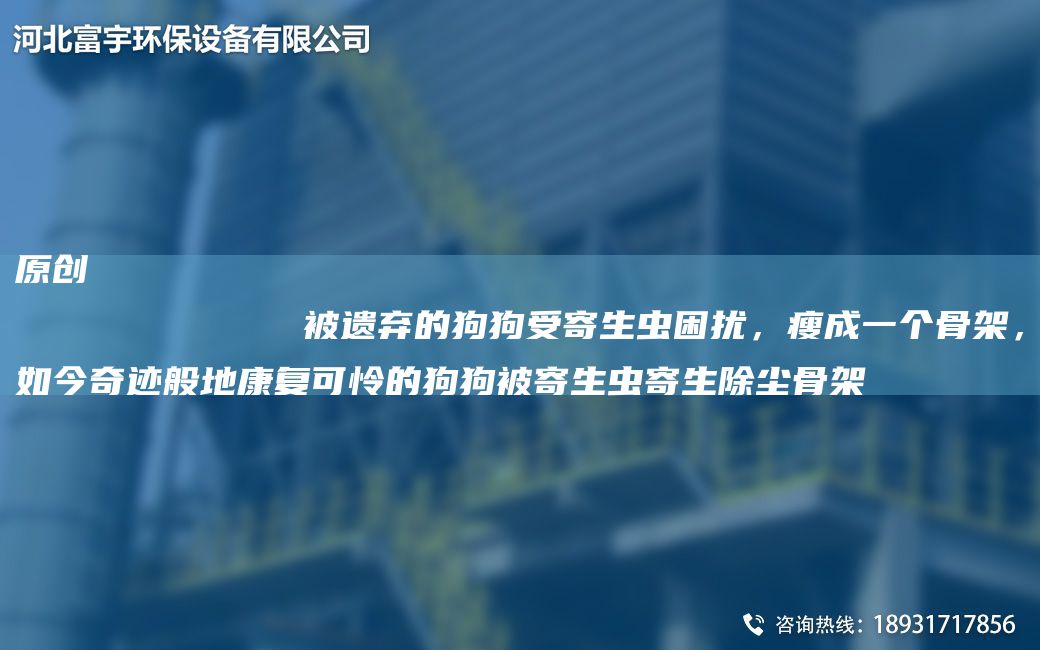 原創(chuàng)
            被遺棄的狗狗受寄生蟲(chóng)困擾，瘦成一個(gè)骨架，如今奇跡般地康復(fù)可憐的狗狗被寄生蟲(chóng)寄生除塵骨架